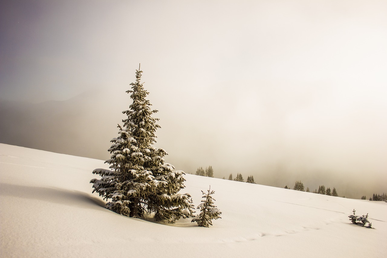 Russia: Endless Wilderness Meets Bureaucratic Shadows (image credits: pixabay)