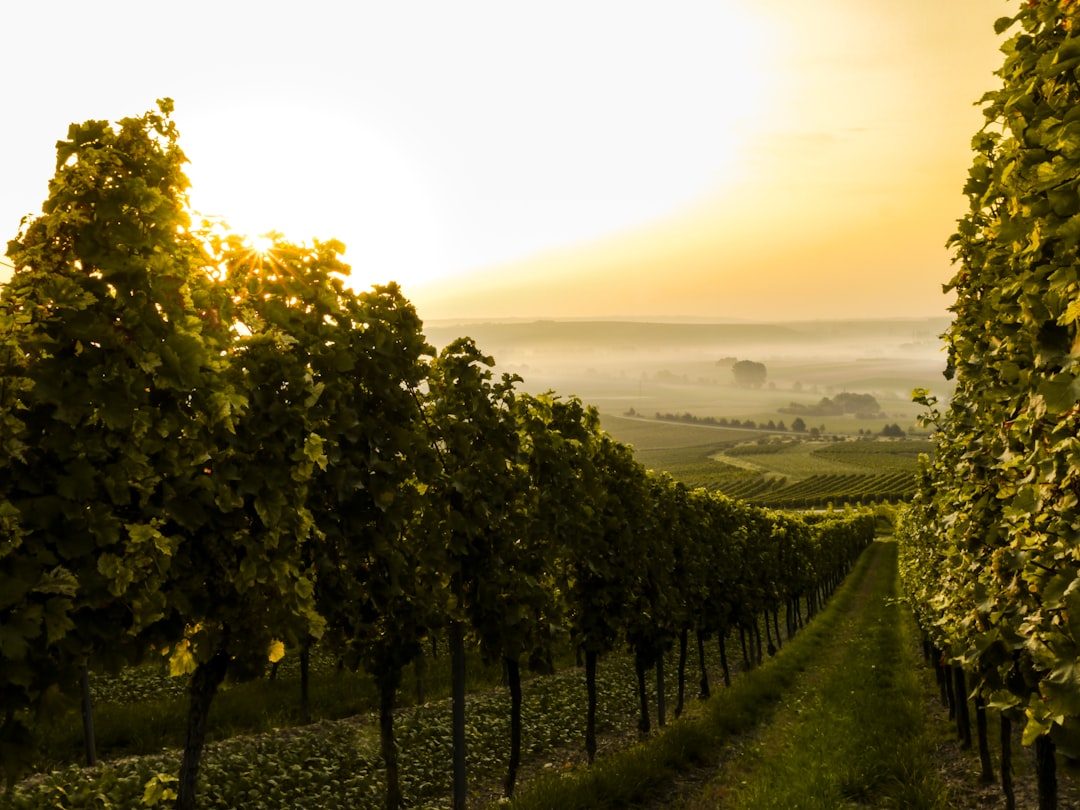 The Impact of Climate Change on Georgian Vineyards (image credits: unsplash)