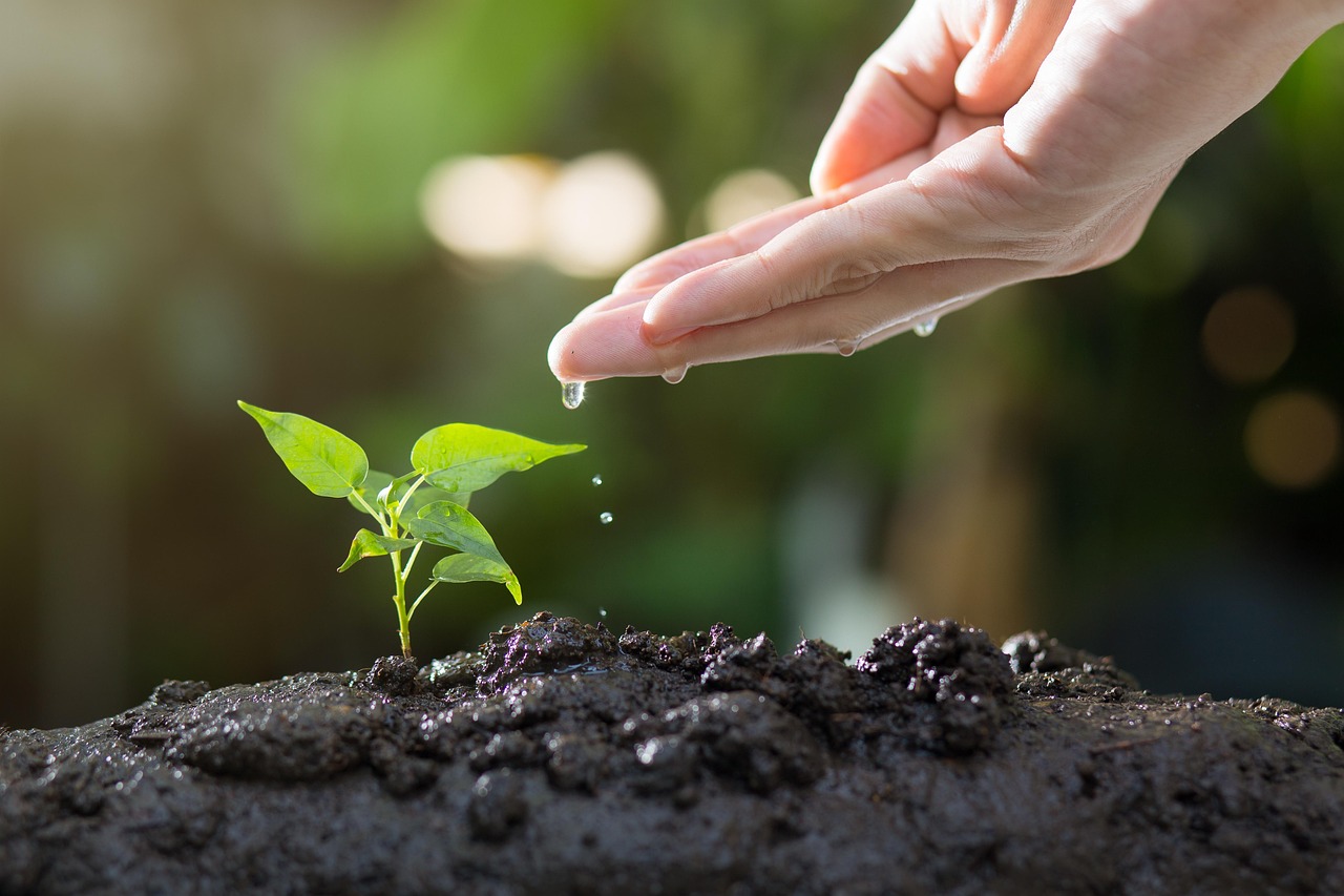 Offset Your Carbon Footprint (image credits: pixabay)