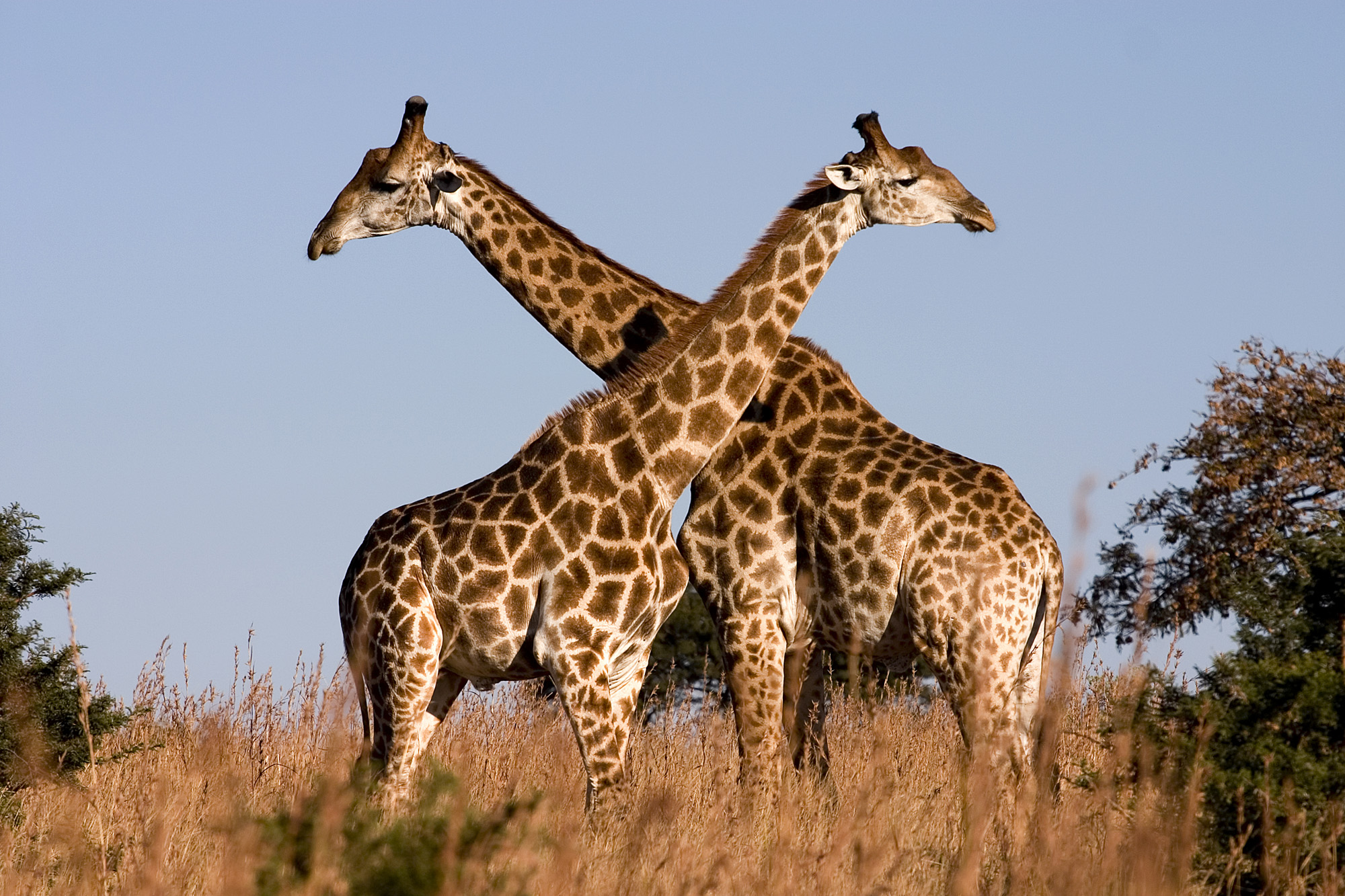 South Africa: Luxury Safari Experiences (image credits: wikimedia)