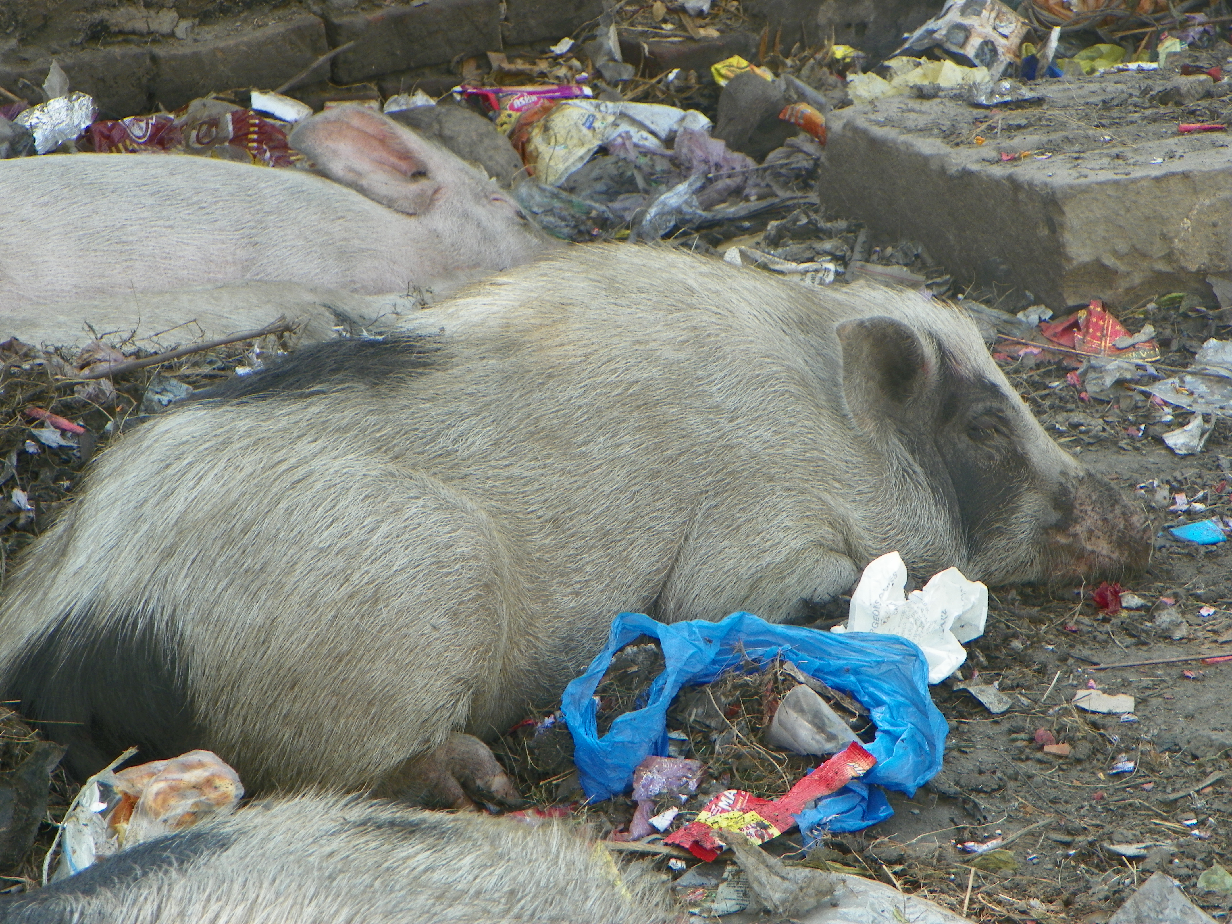 7. Contemporary Challenges and Environmental Issues (image credits: wikimedia)