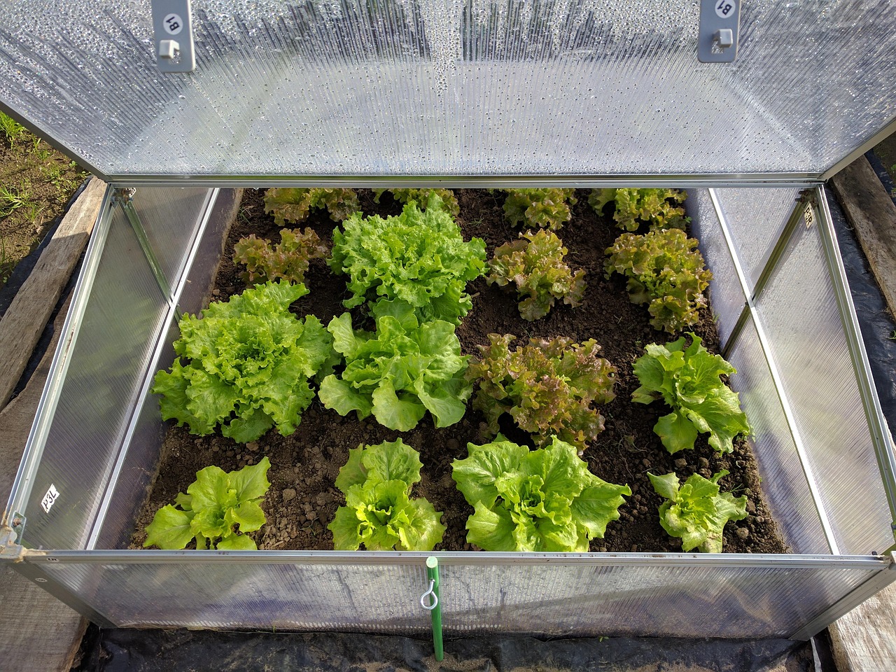 17. Create Mini Greenhouses from Recycled Containers (image credits: pixabay)