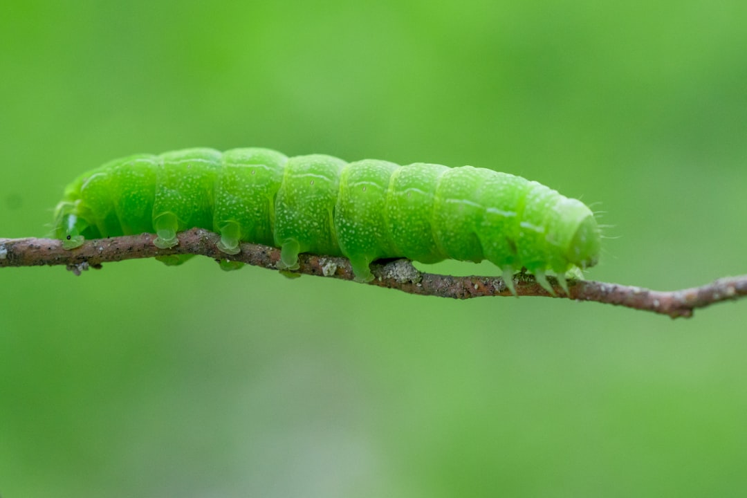 14. Cabbage Loopers: The Green Menace of Fall Crops (image credits: unsplash)