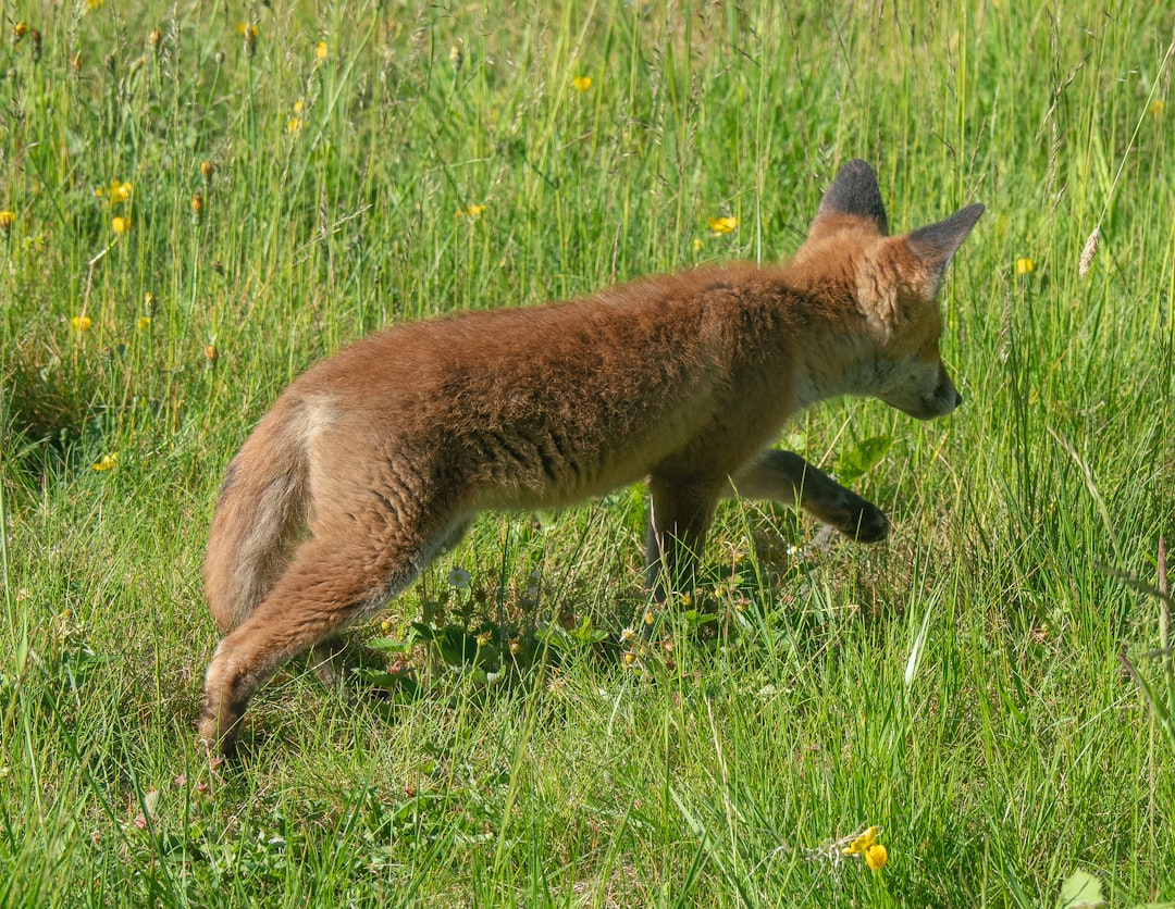 Where Wildlife Still Roams Free (image credits: unsplash)