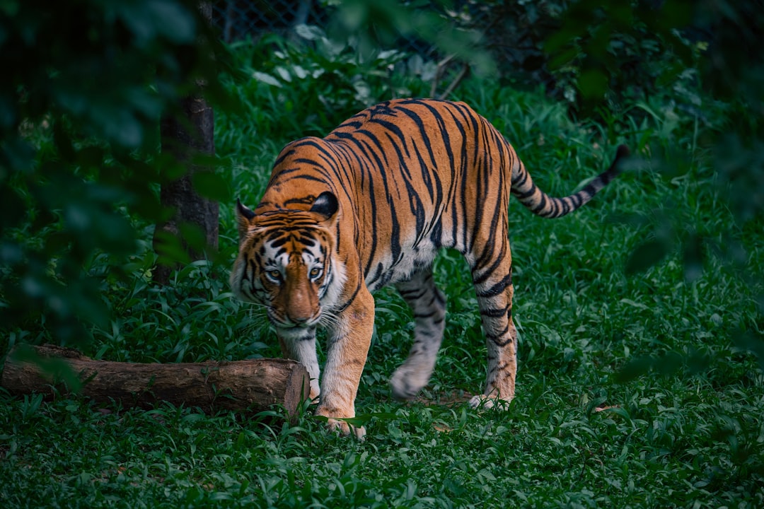 Wildlife in Their Natural Habitat (image credits: unsplash)