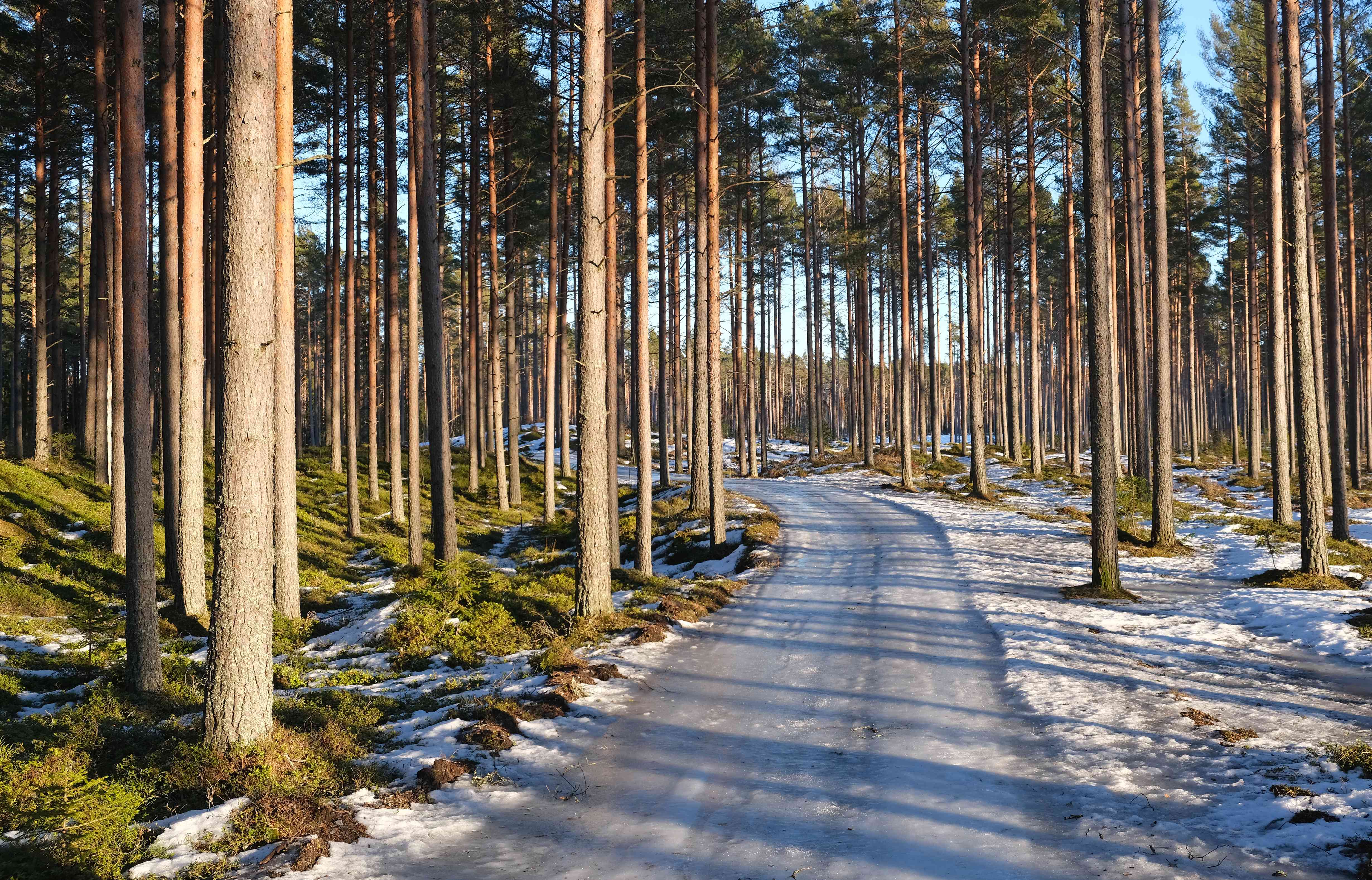 Finland: Forest Guardians and Circular Economy Pioneers (image credits: wikimedia)