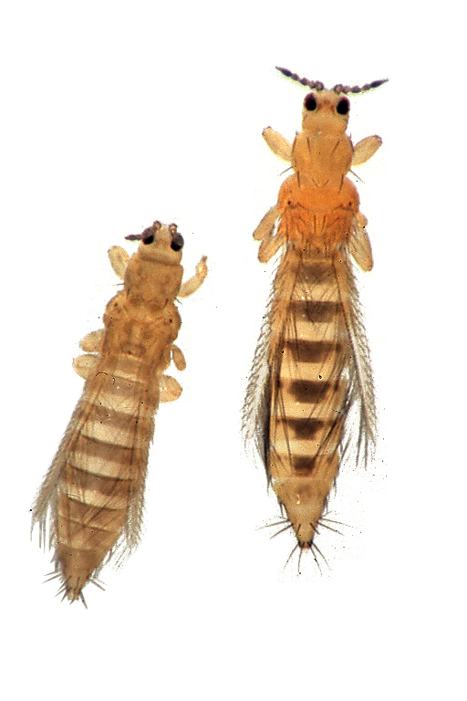 3. Thrips: The Tiny Rasping Menaces (image credits: wikimedia)