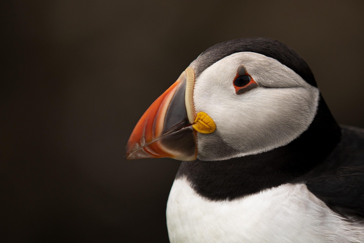 Acadia National Park: Moose and Puffins (image credits: pixabay)