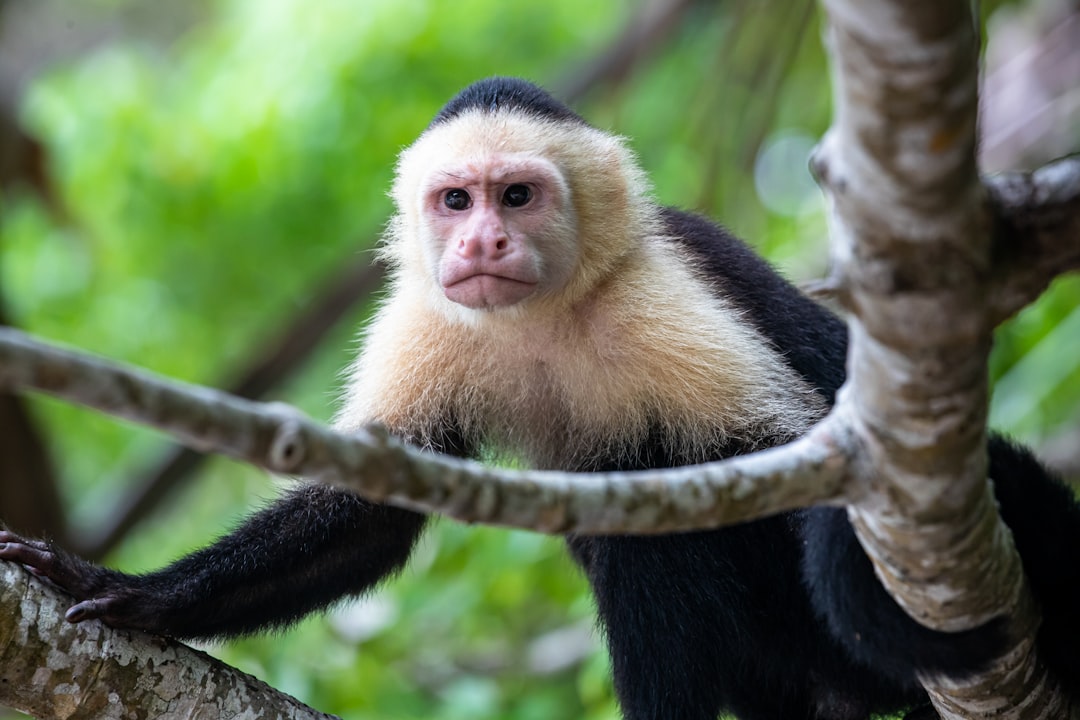 Costa Rica: Ecotourism Leader (image credits: unsplash)