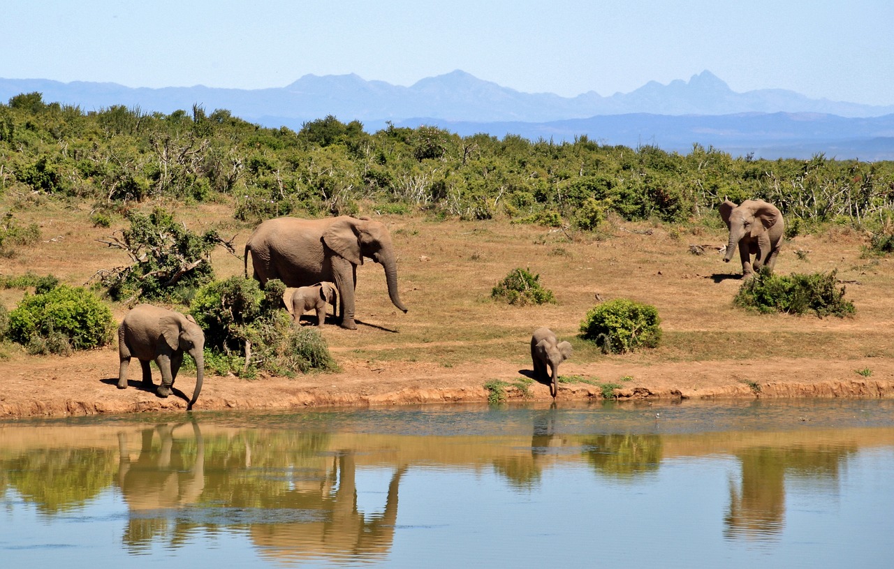 South Africa: Beauty with a Dark Side (image credits: pixabay)