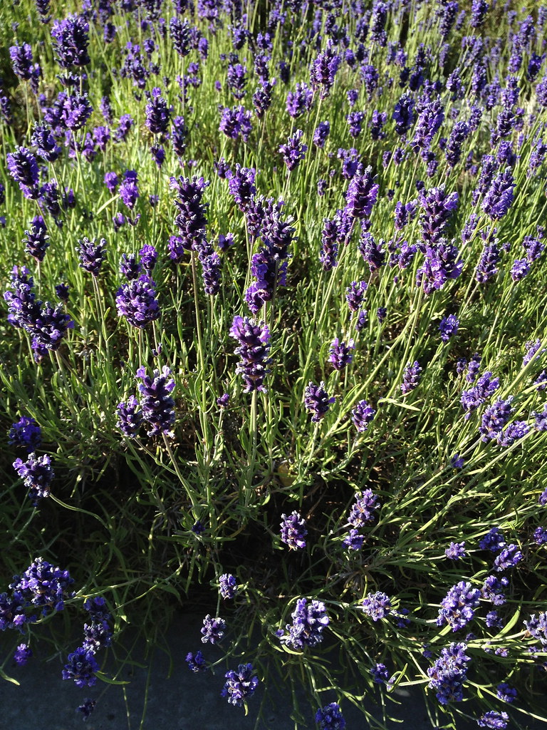 2. Lavender - The Purple Paradox (image credits: flickr)