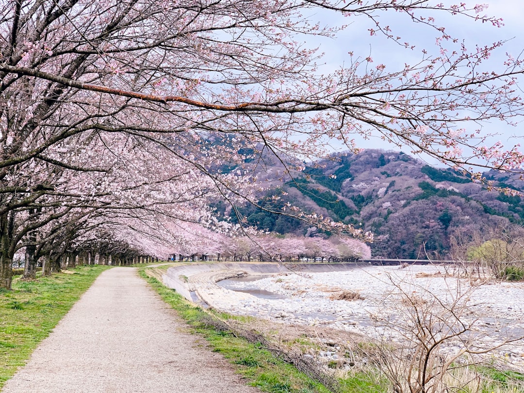 Japan: Managing Visitor Impact (image credits: unsplash)
