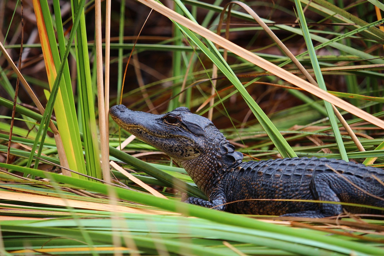 Everglades National Park: Alligators and Manatees (image credits: pixabay)