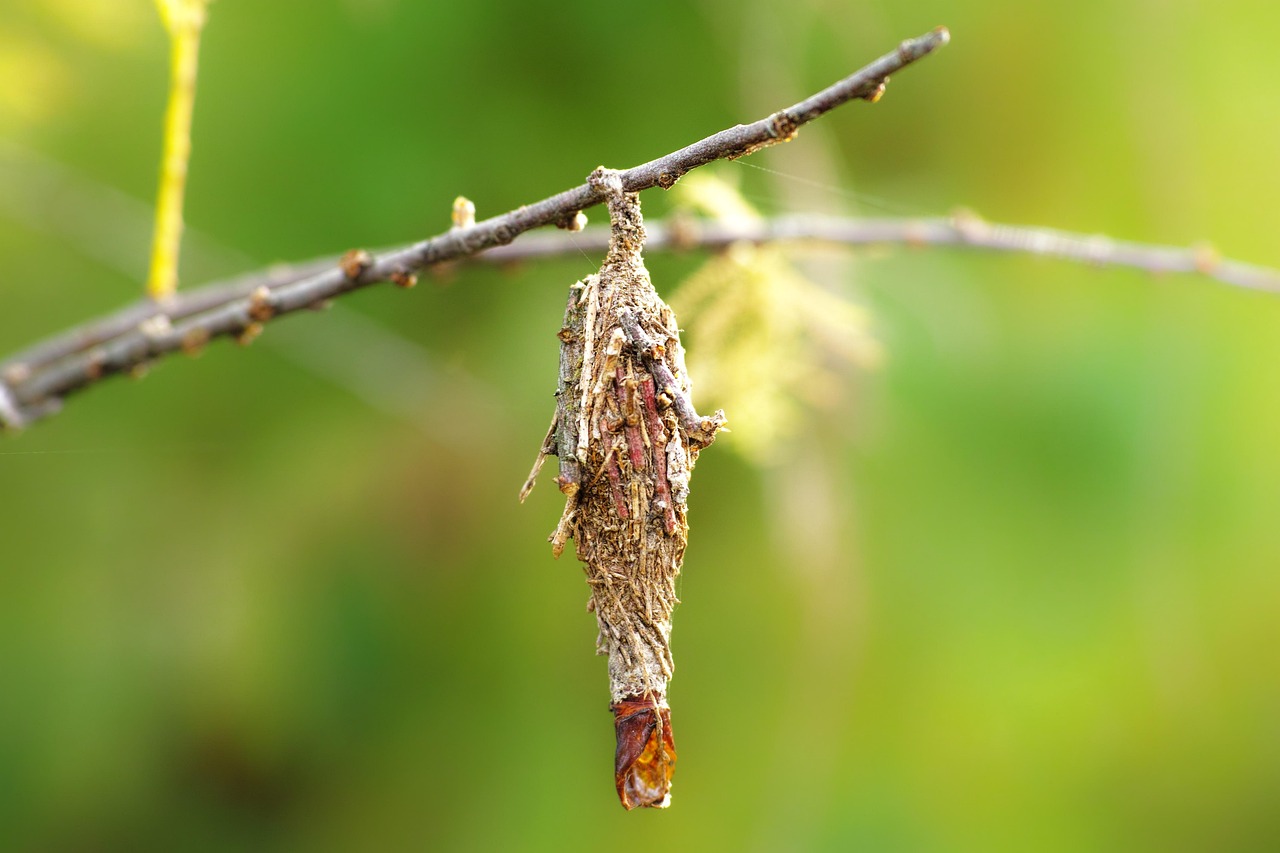 9. Bagworms: The Camouflaged Tree Killers (image credits: pixabay)