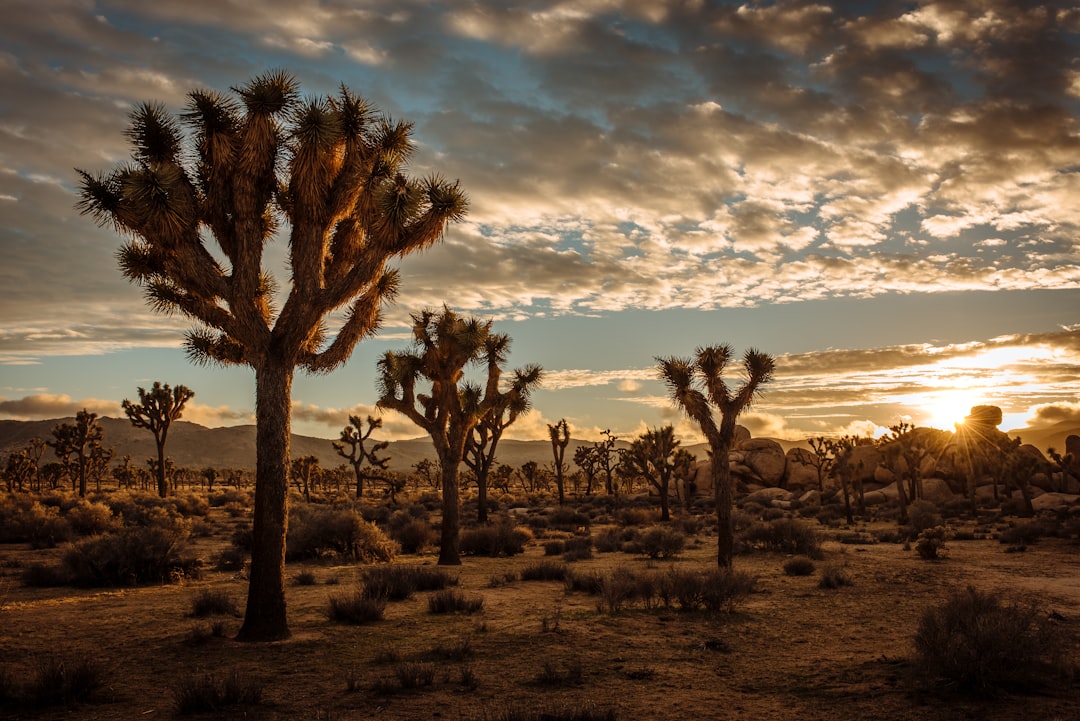 8. Joshua Tree National Park, California (image credits: unsplash)