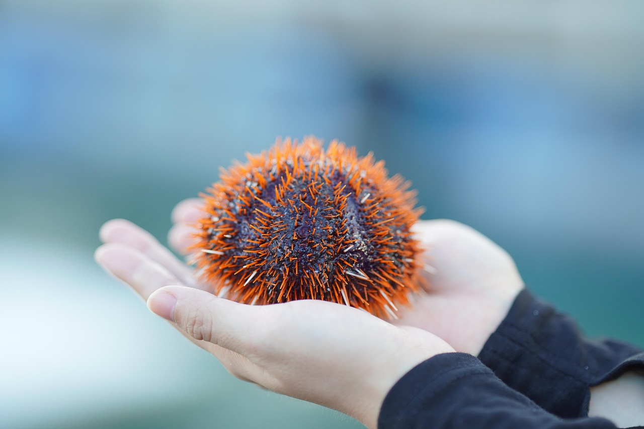 Sea Life like Starfish and Sea Urchins (image credits: pixabay)