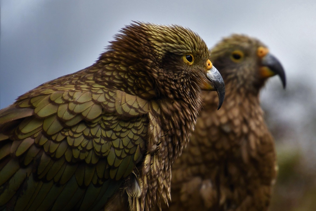 New Zealand: Biodiversity and Conservation (image credits: pixabay)