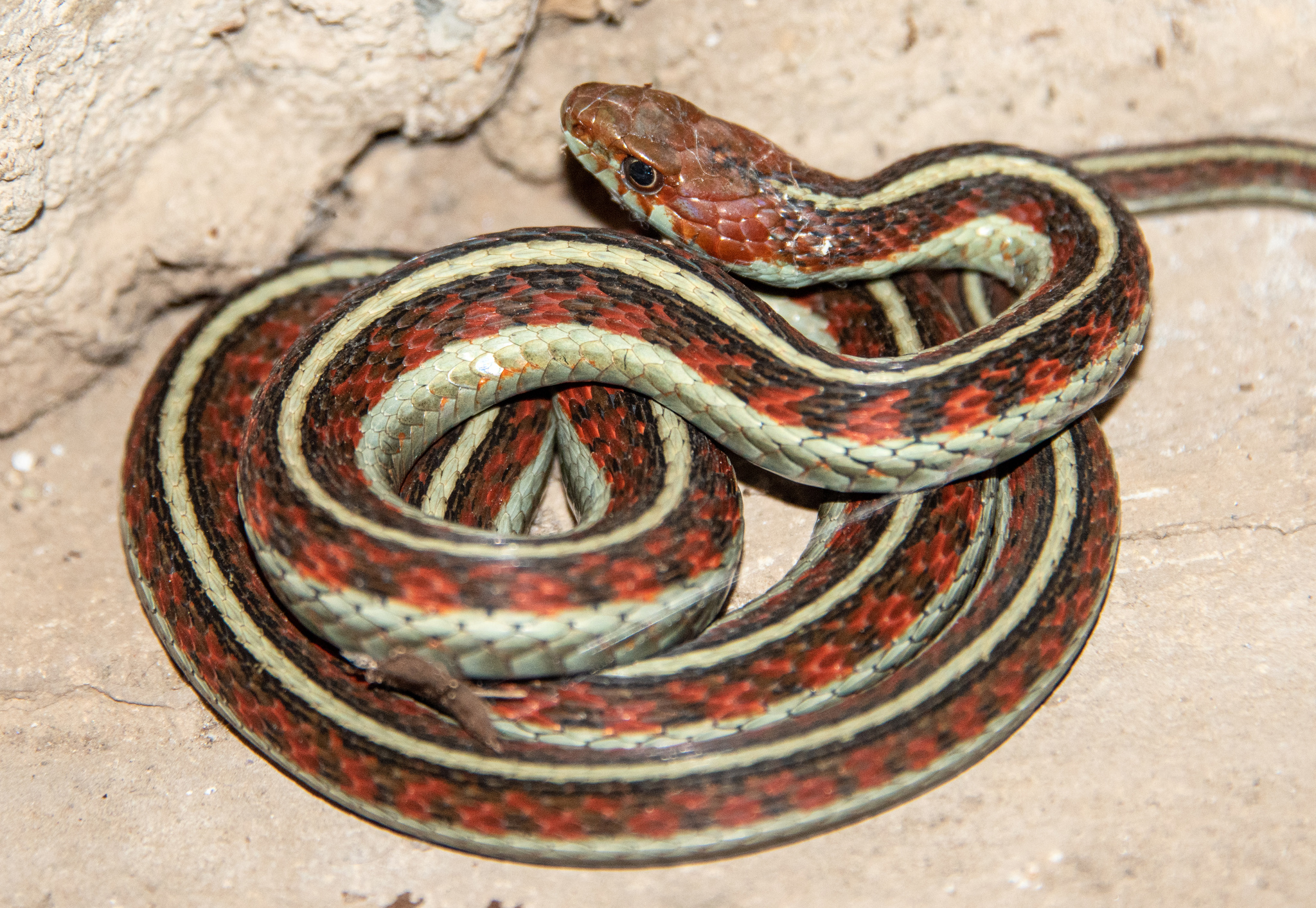 The Stunning California Red-Sided Garter Snake