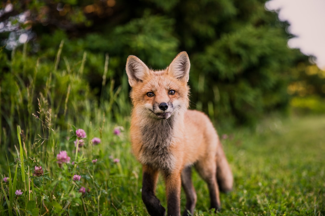 Biodiversity Hotspot: Rare Wildlife and Vibrant Ecosystems (image credits: unsplash)