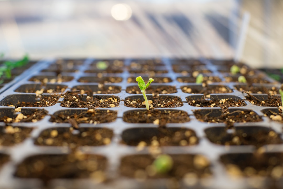 4. Start Seeds Instead of Buying Plants (image credits: unsplash)