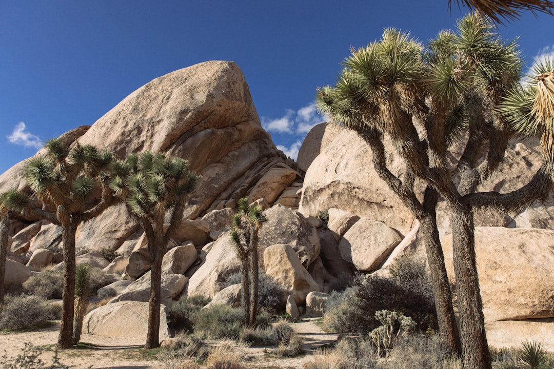 National Parks: Nature’s Comeback Stars (image credits: unsplash)