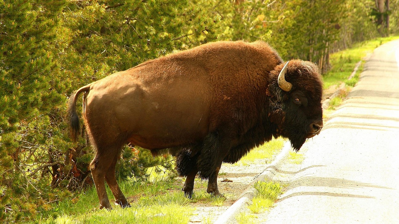Yellowstone National Park, USA (image credits: pixabay)