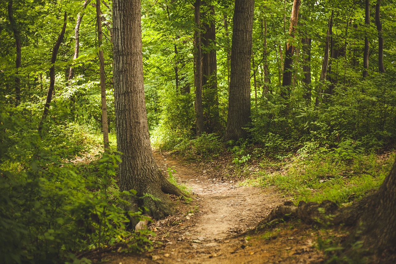 The Munda Biddi Trail, Australia (image credits: pixabay)