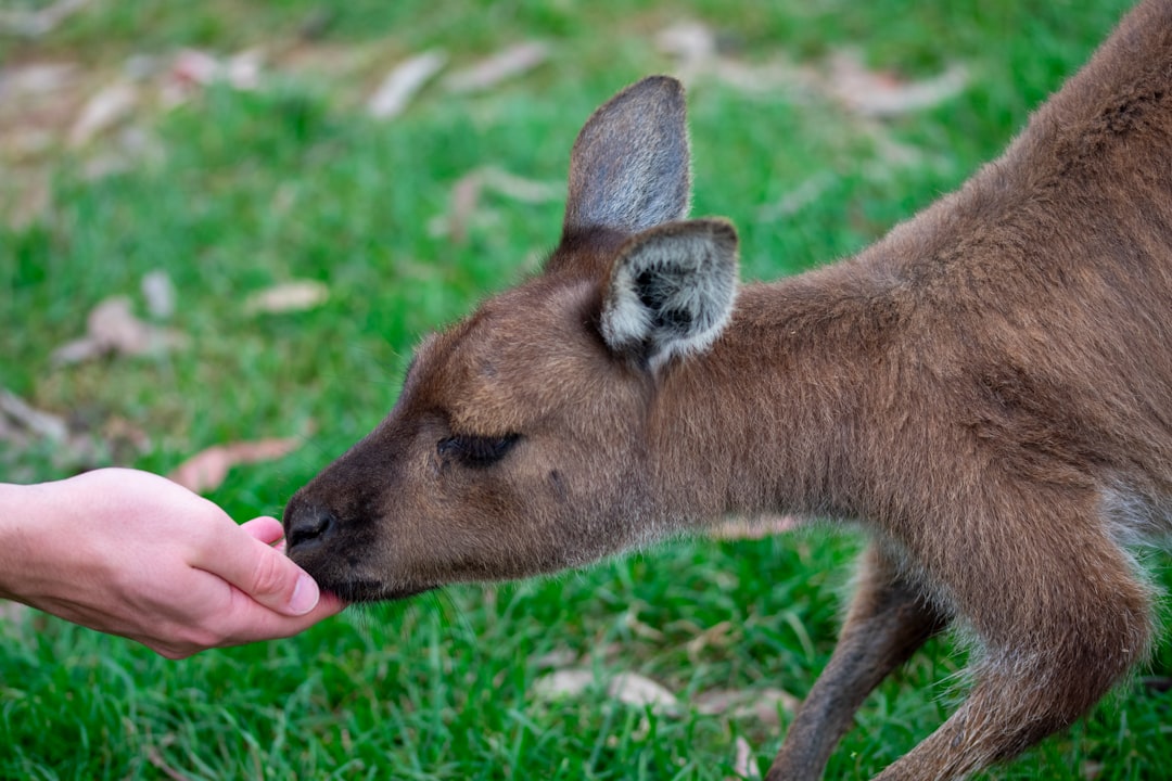Unauthorized Wildlife Interaction and Feeding (image credits: unsplash)