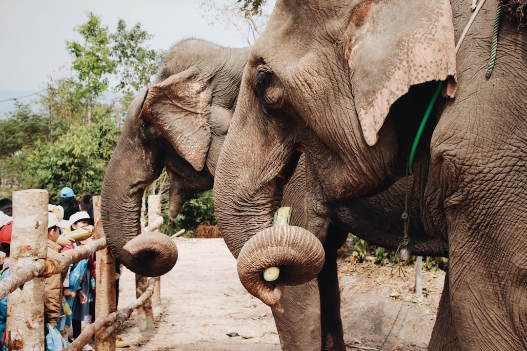 Laos: The Land of a Million Elephants (image credits: unsplash)