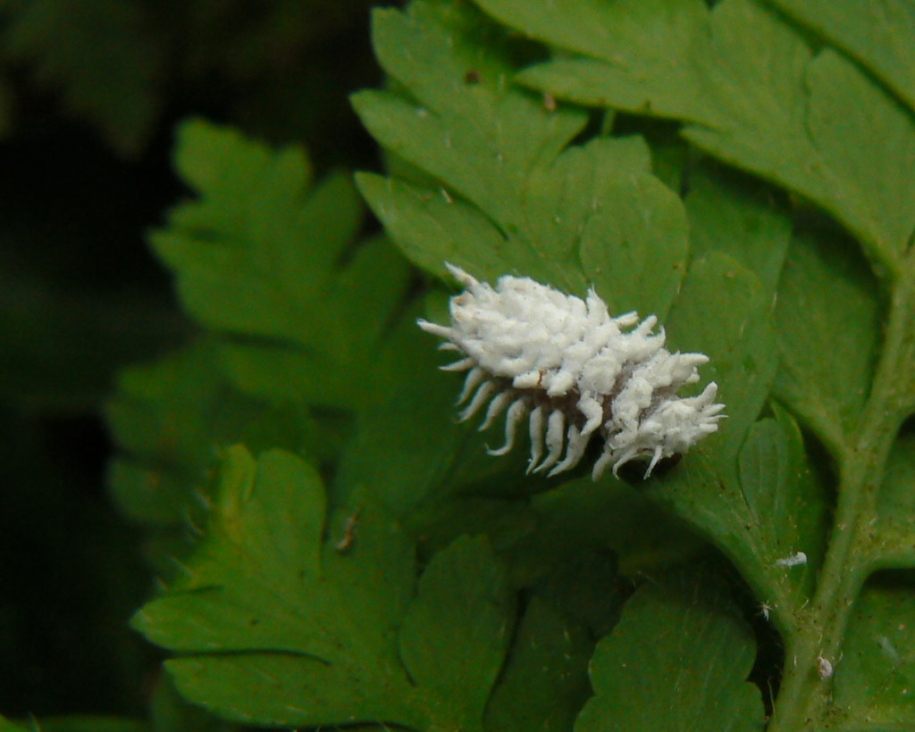 2. Mealybugs: The White Cotton Ball Invaders (image credits: flickr)
