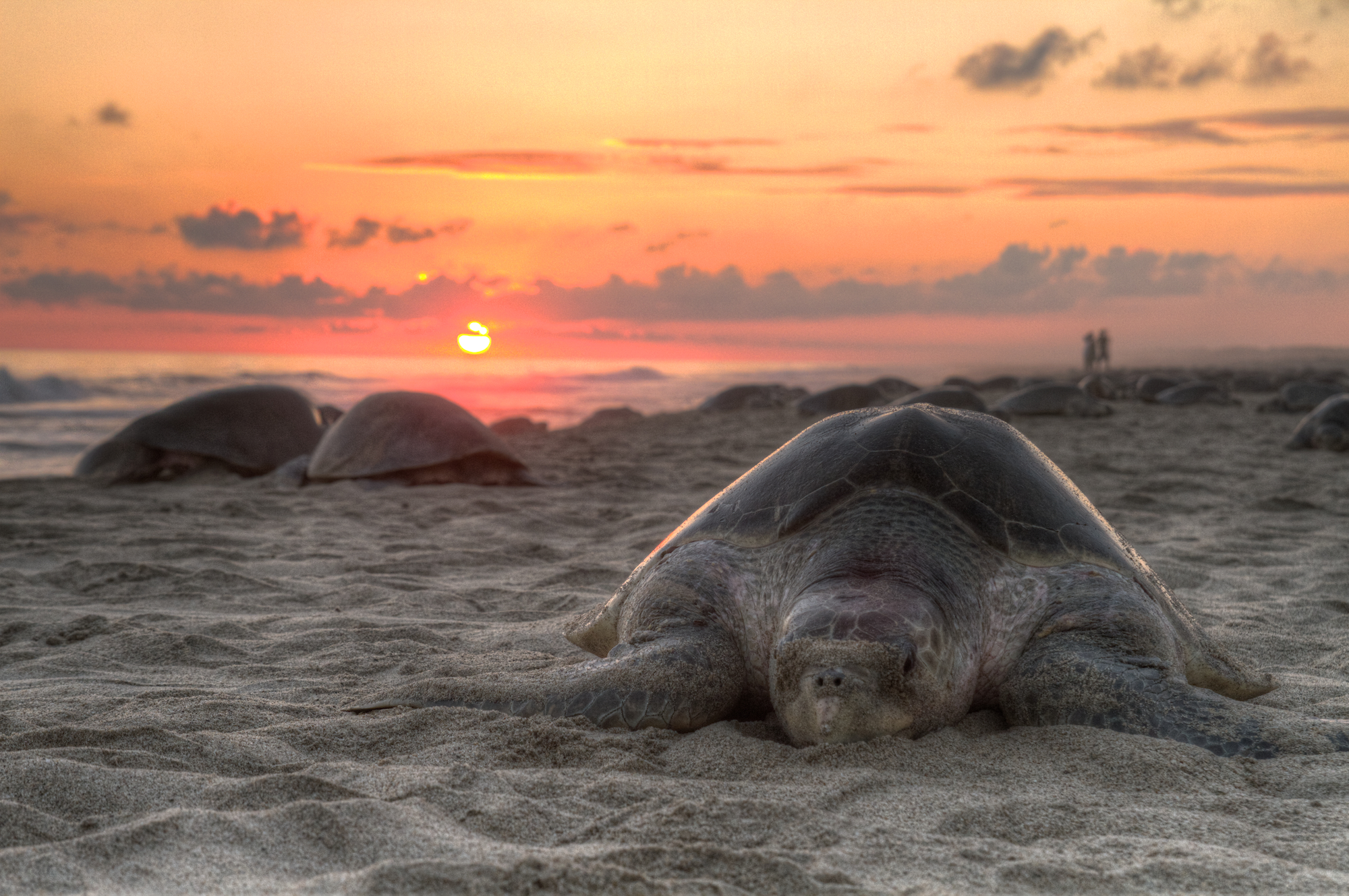 Mazunte: The Turtle Sanctuary (image credits: wikimedia)