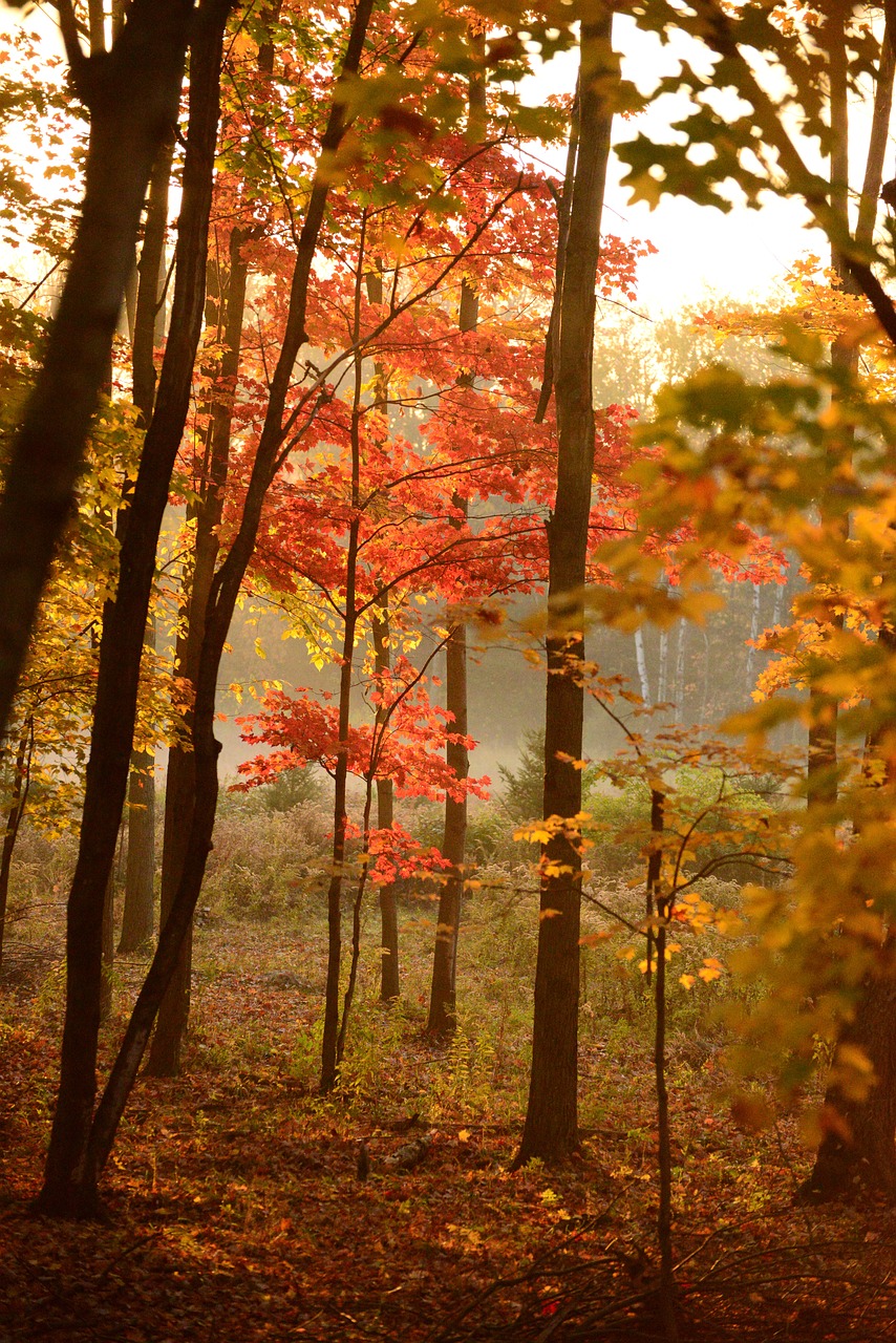 Canada: Nature’s Extreme Playground (image credits: pixabay)