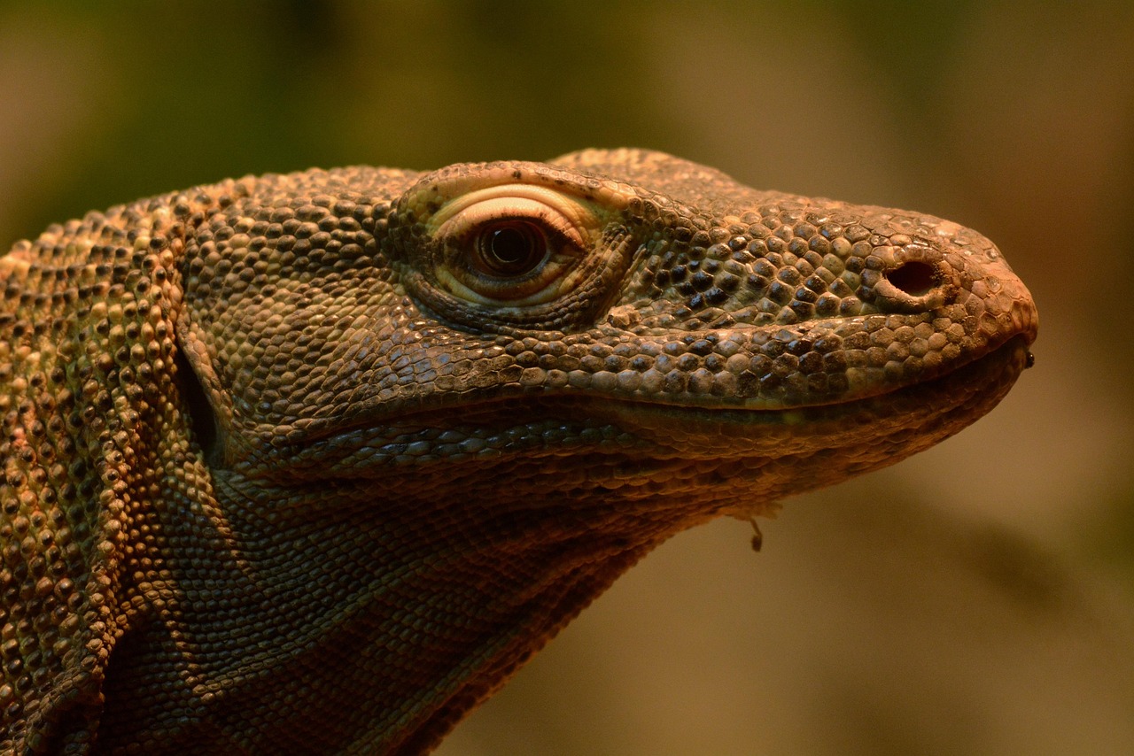 Komodo Island, Indonesia: Dragons and Dangers (image credits: pixabay)