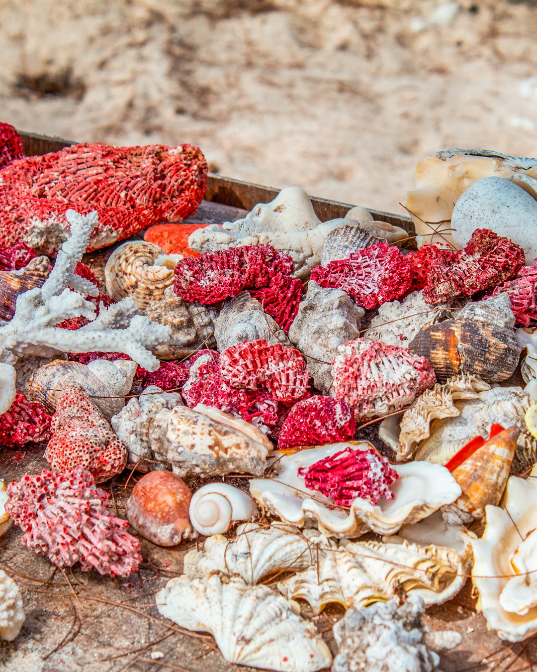 Coral and Shells from Protected Beaches (image credits: unsplash)