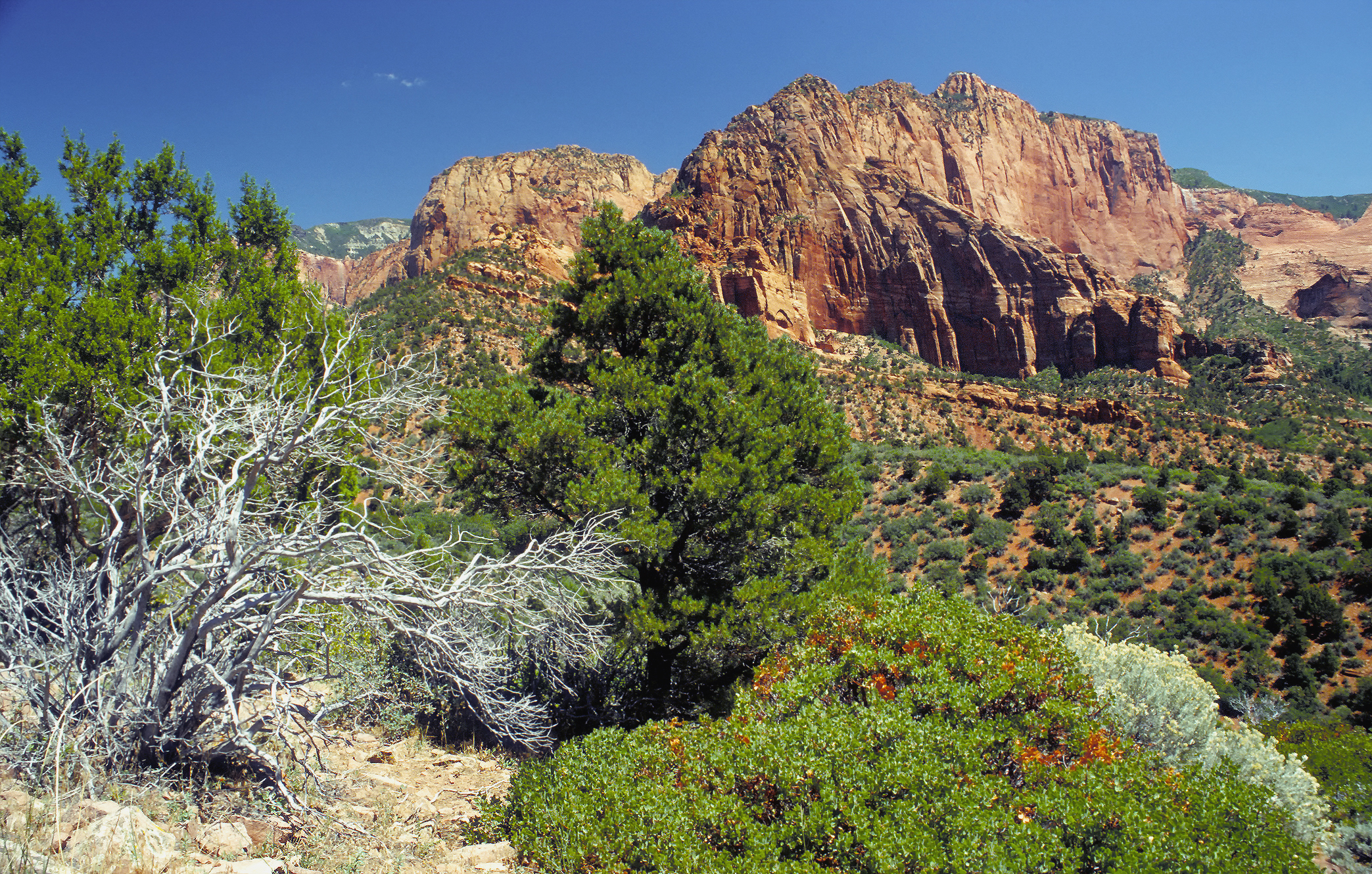 Zion National Park: Solitude in Red Rock Country (image credits: wikimedia)