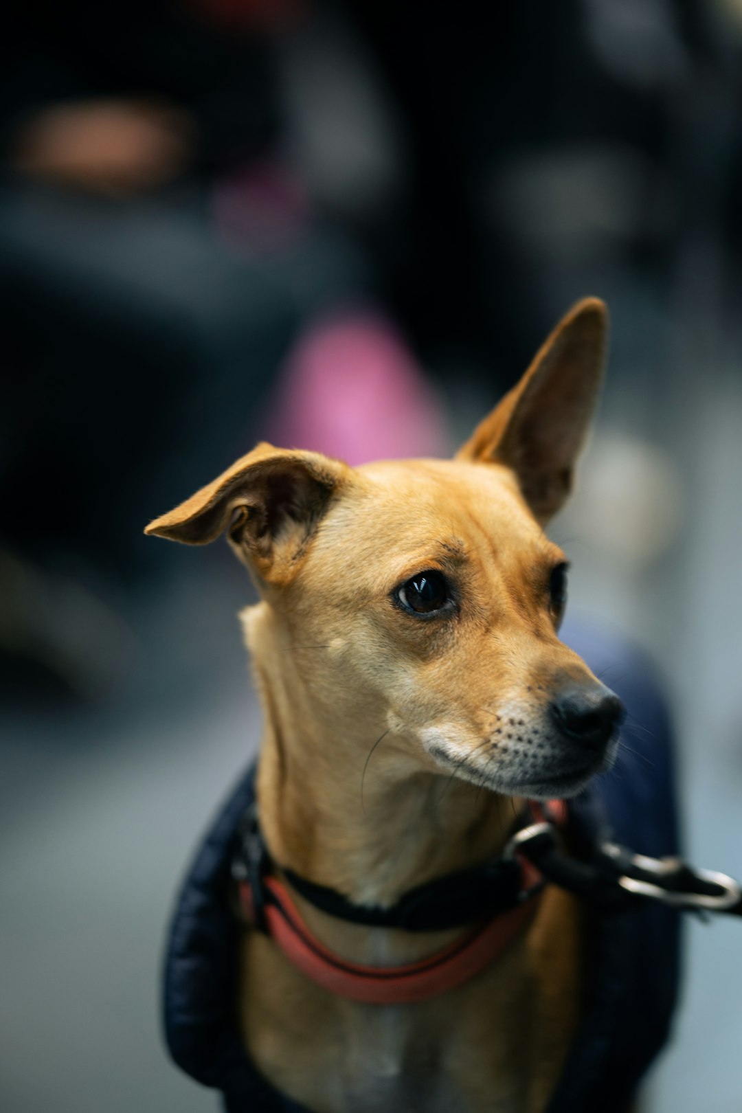 Broader Implications for Pet Travel (image credits: unsplash)