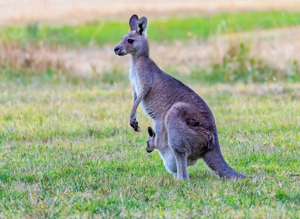 Australia: Biodiversity Loss and Climate Challenges (image credits: rawpixel)