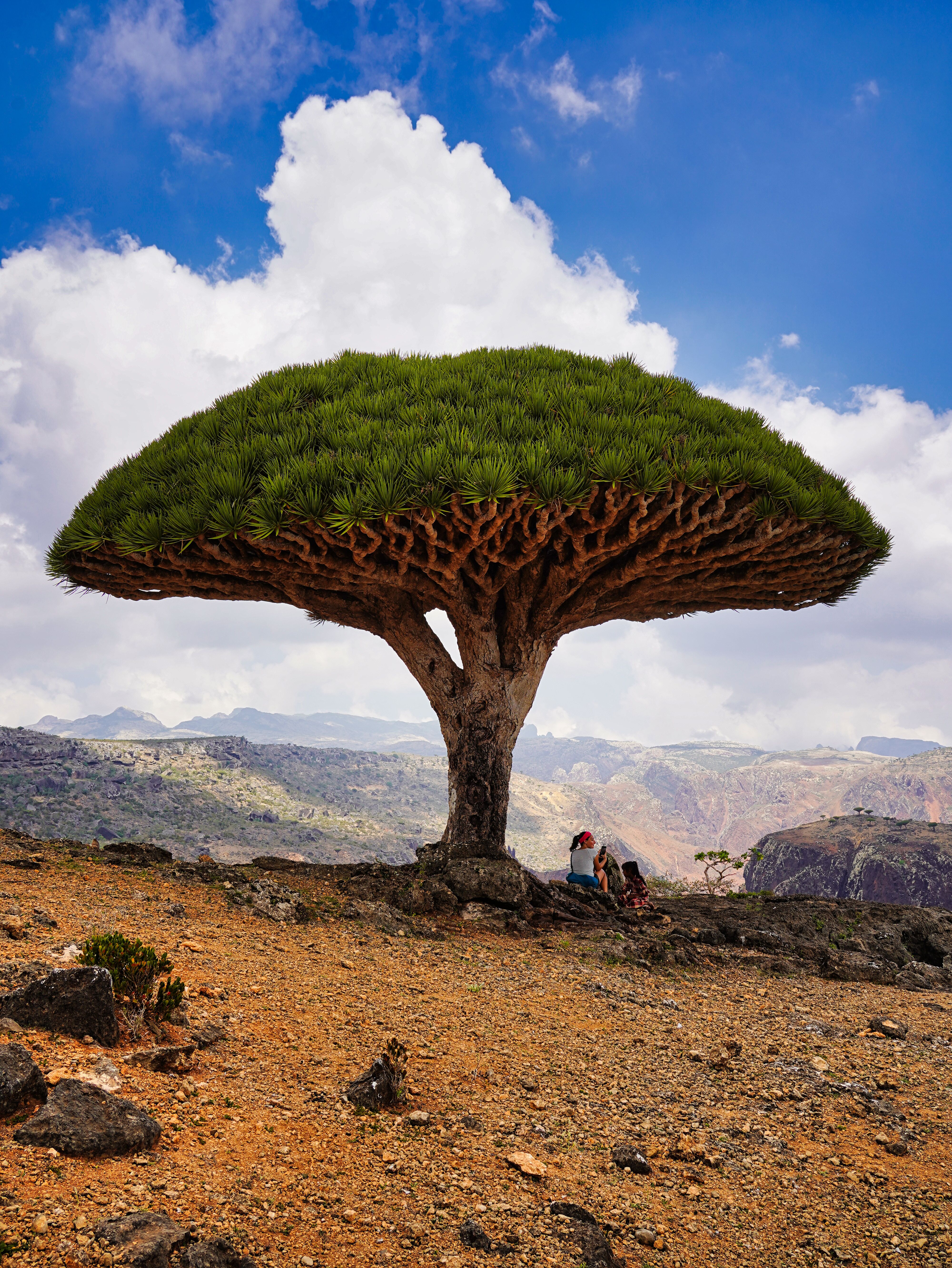 Socotra Island, Yemen (image credits: wikimedia)