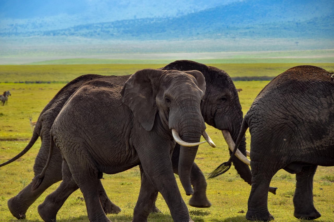 Tanzania: A Subtle Shift (image credits: pixabay)
