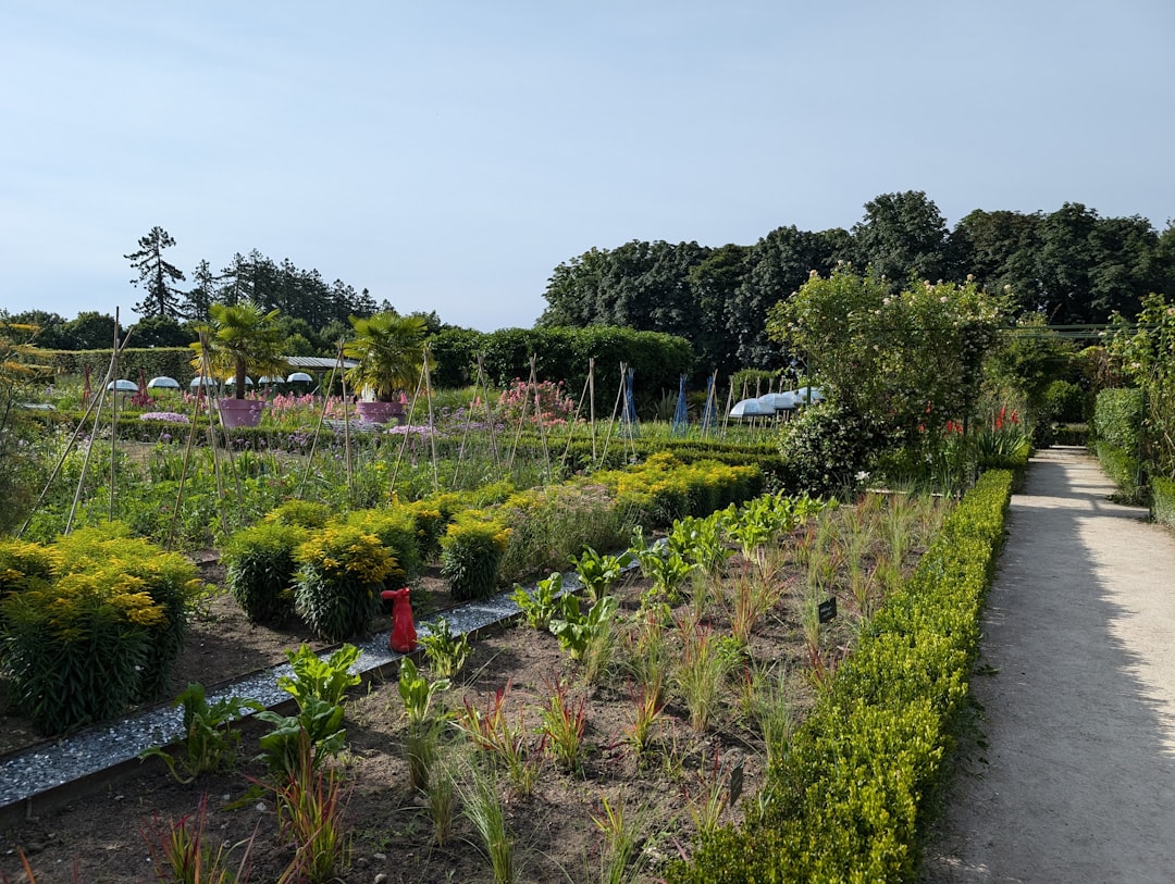 10. Master Succession Planting for Continuous Harvests (image credits: unsplash)