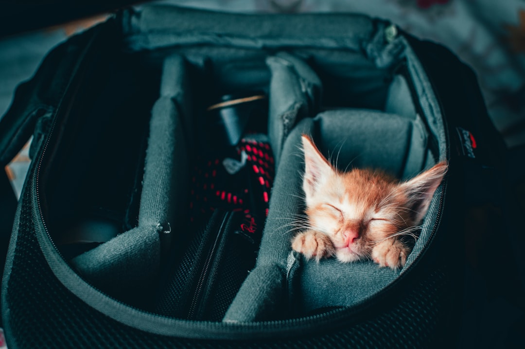 Bringing Pets Without Proper Documentation (image credits: unsplash)