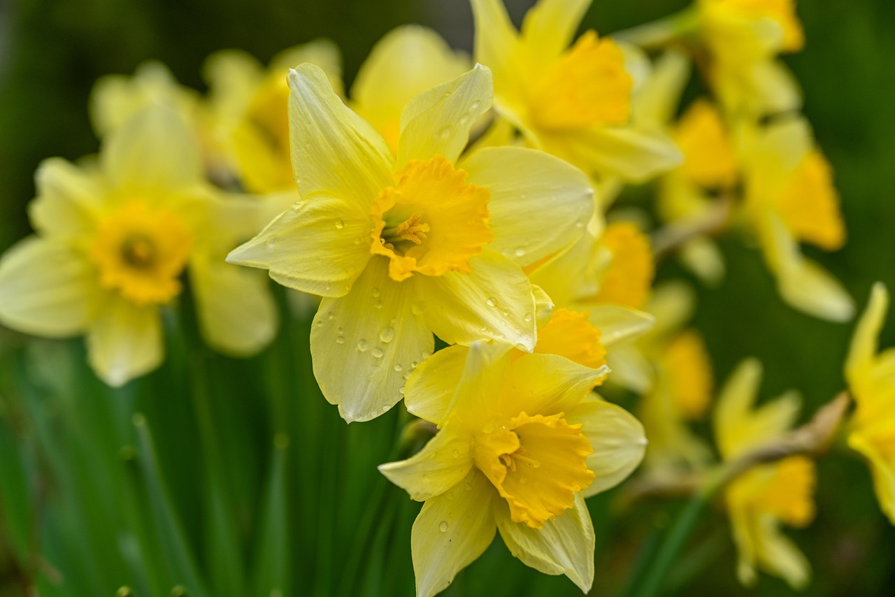 4. Daffodils - The Toxic Beauties (image credits: pixabay)