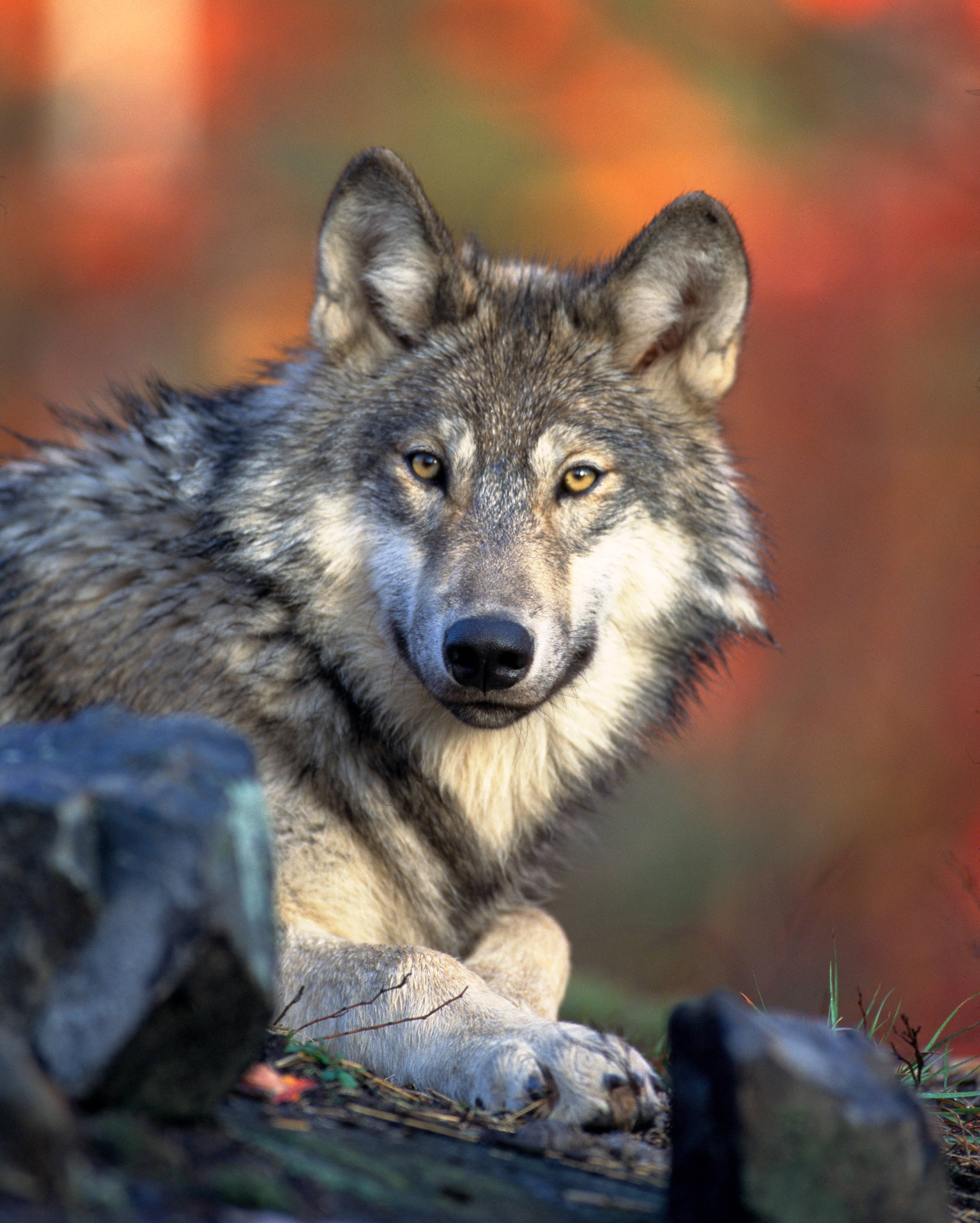 Canada The Friendly Giant with Wilderness Risks (image credits: wikimedia)