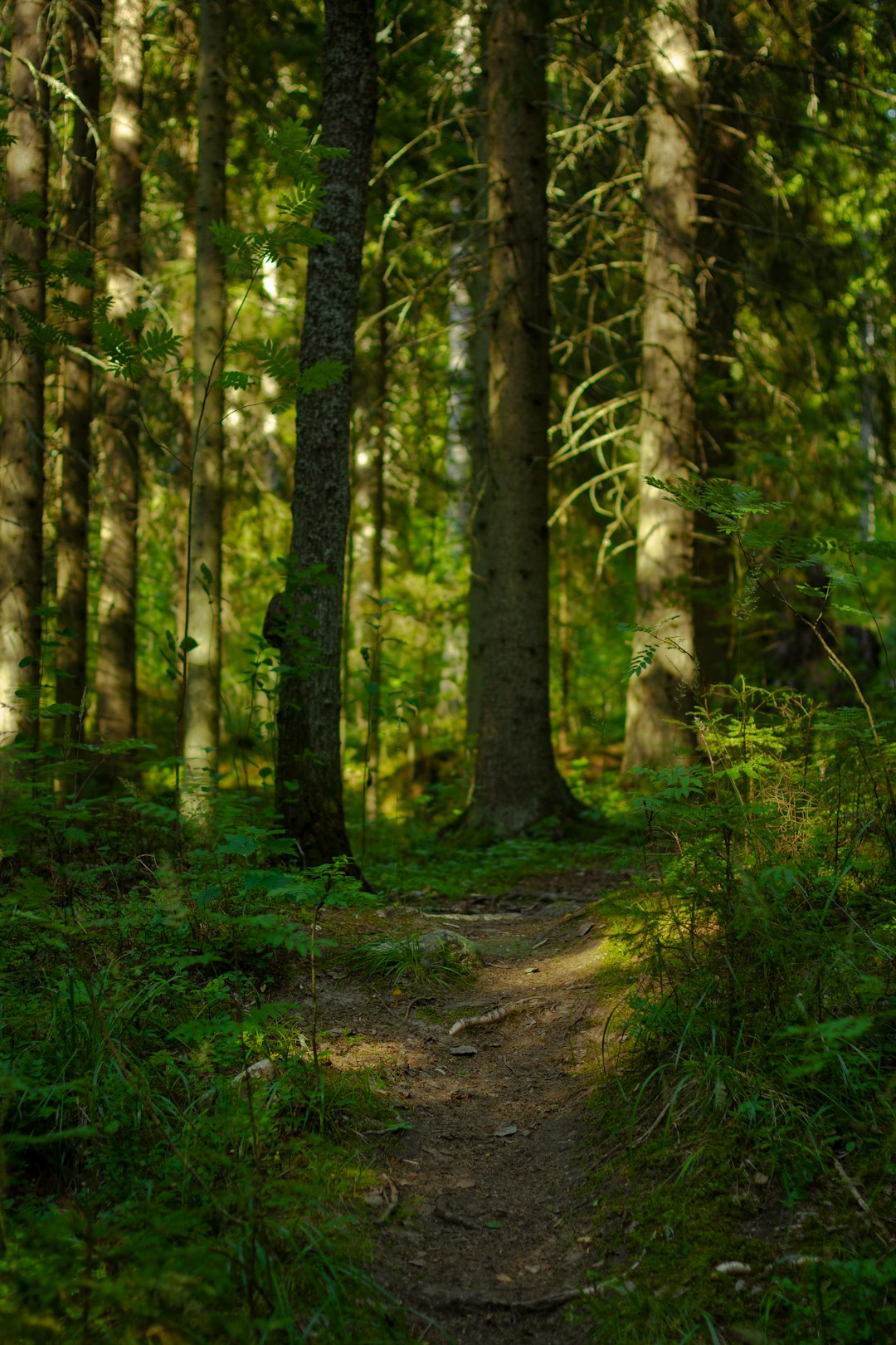 Finland: A Breath of Fresh Air (image credits: unsplash)