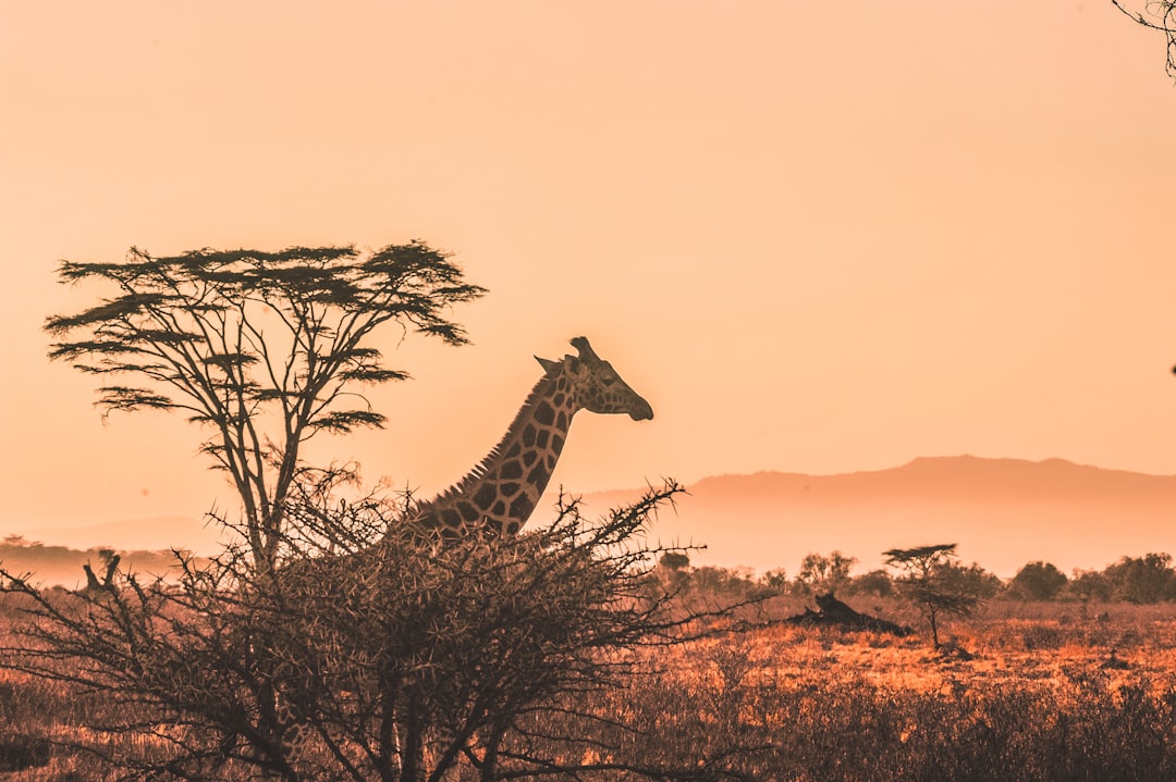 Kenya: The Wild Heart of Africa (image credits: unsplash)