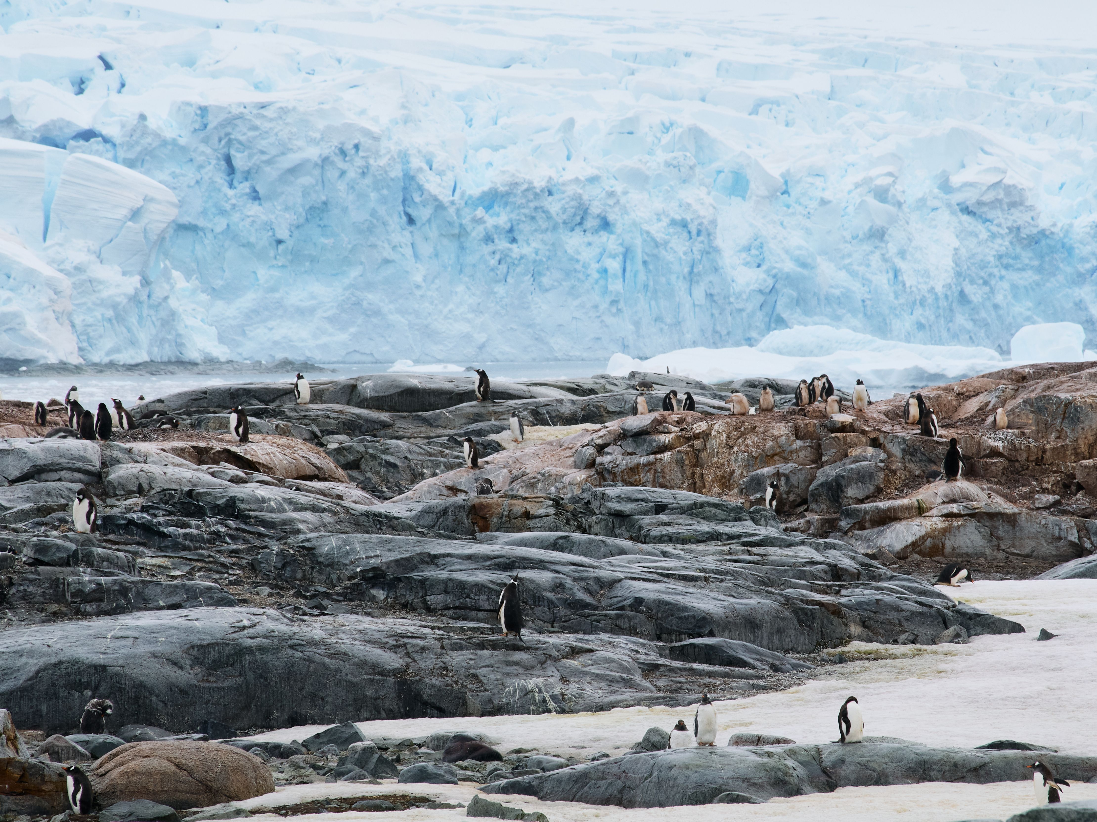 Antarctica The Last Untouched Continent (image credits: wikimedia)