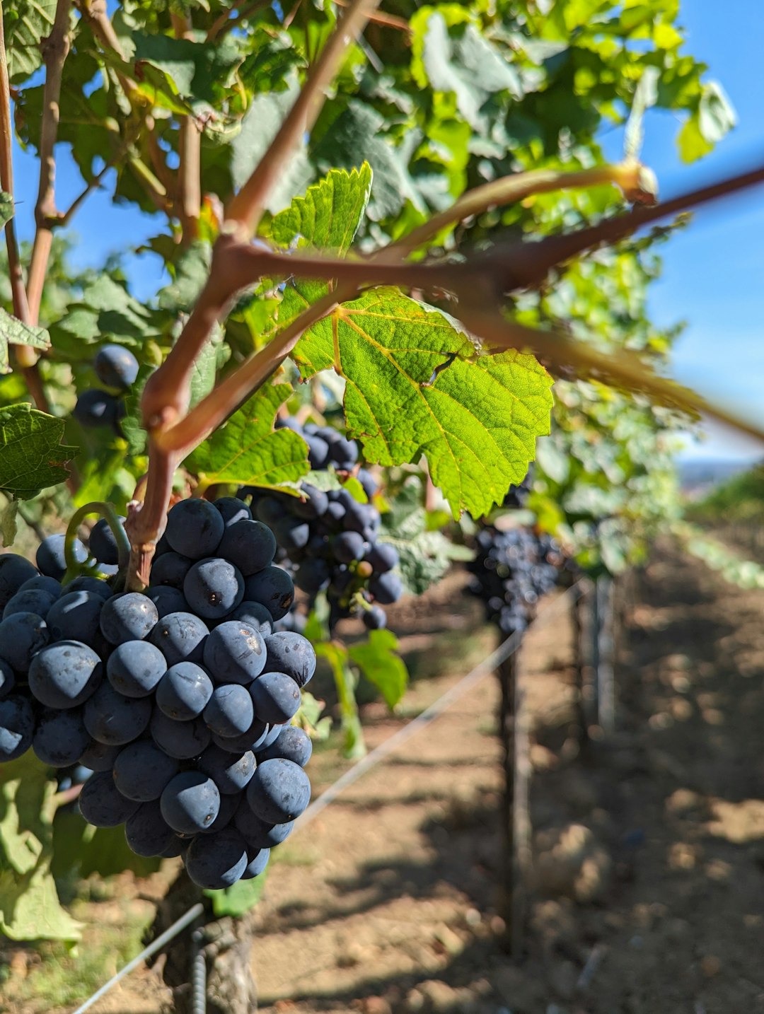 The Rise of Natural Wines (image credits: unsplash)