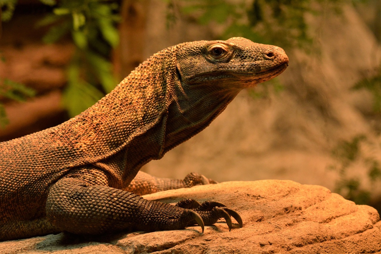 Komodo Island, Indonesia: Protecting Dragons at a Crossroads (image credits: pixabay)