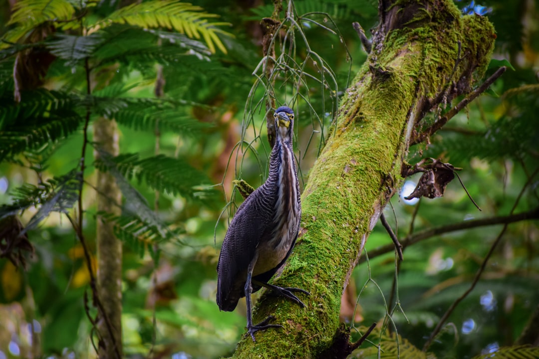 Costa Rica: Ecotourism Champion and Biodiversity Haven (image credits: unsplash)