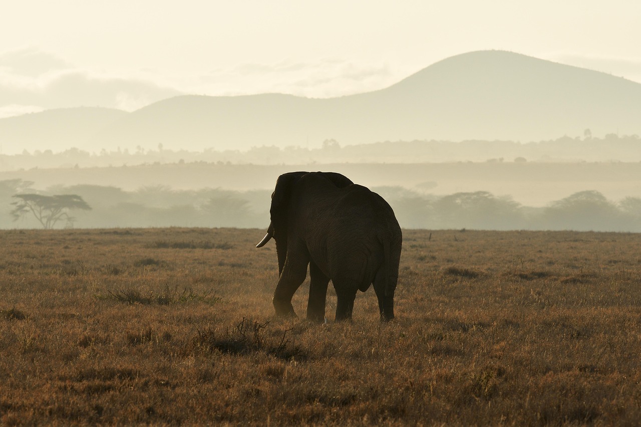 10. Central African Republic: Untamed Wilderness (image credits: pixabay)